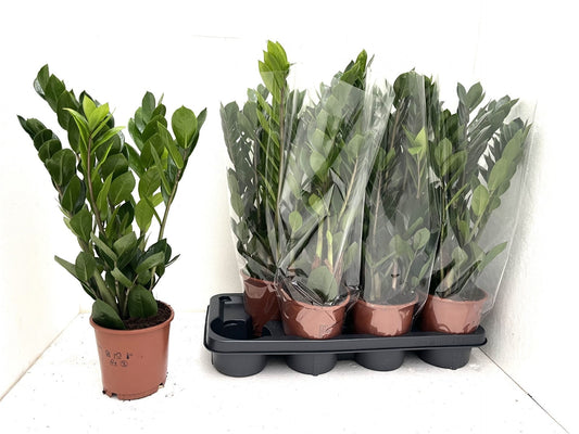 P.J. Kosse Zamioculcas zamiifolia Pack of 7
