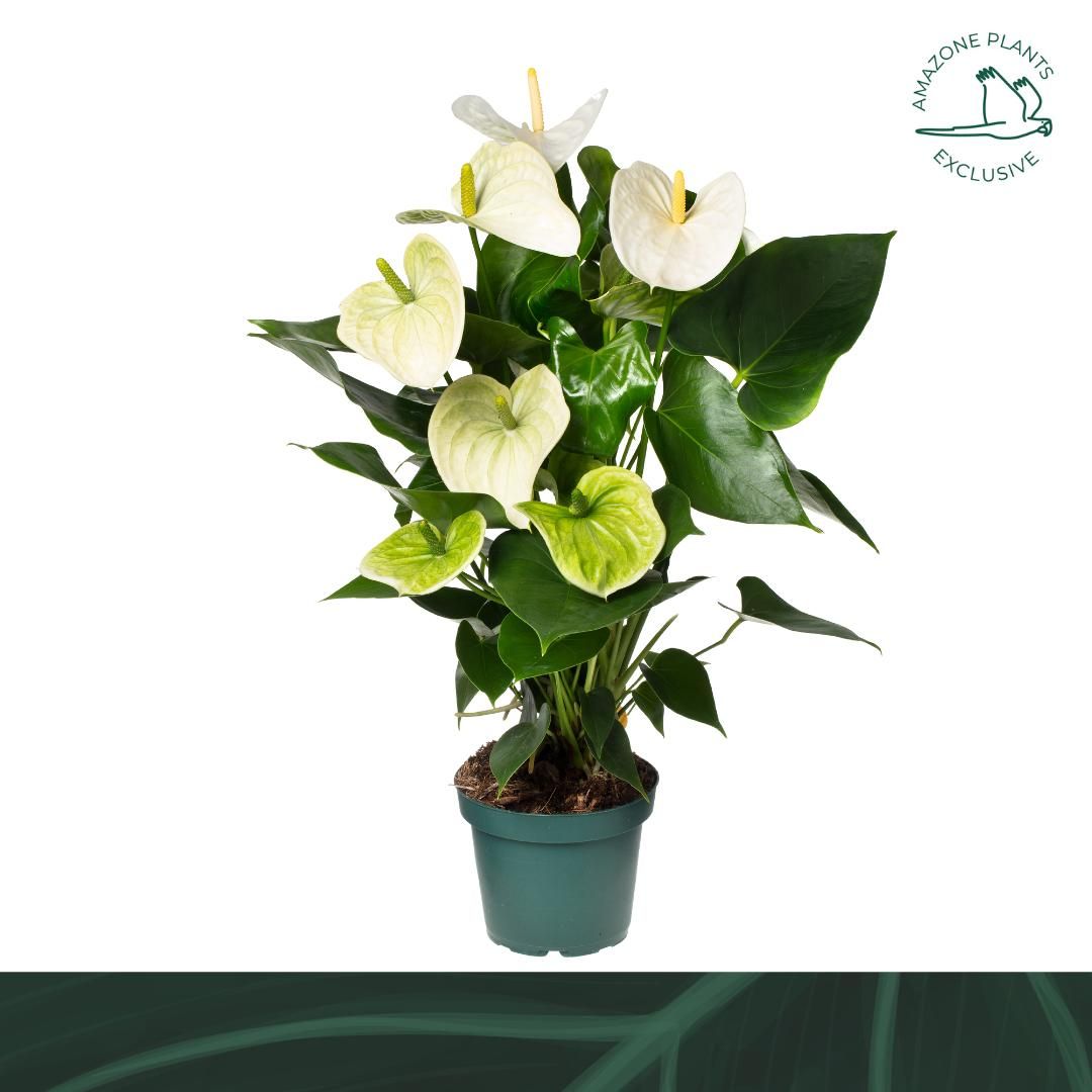 Anthurium Samora 50cm 14cm Pot