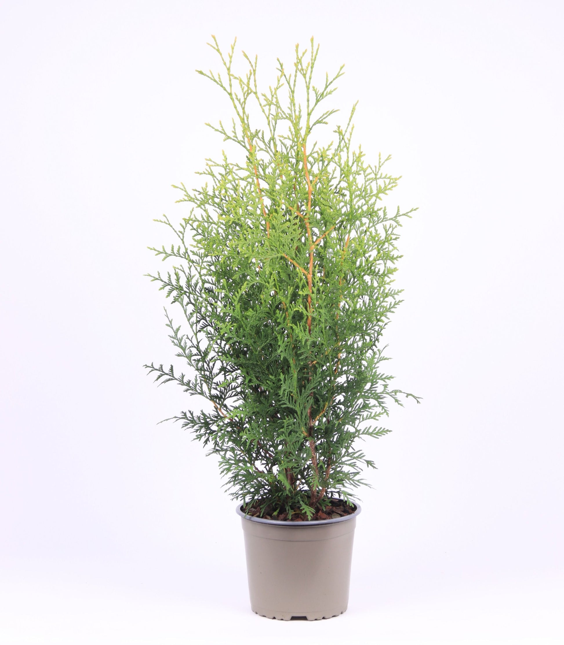 Thuja occ. Brabant 65cm 17cm Pot
