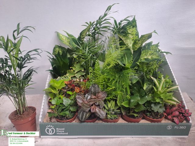 Foliage houseplants mix 10cm 8cm Pot