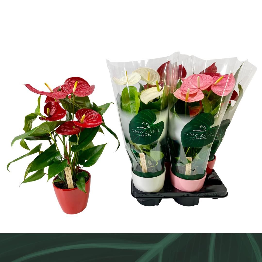 Anthurium mix in ceramic 52cm 14cm Pot