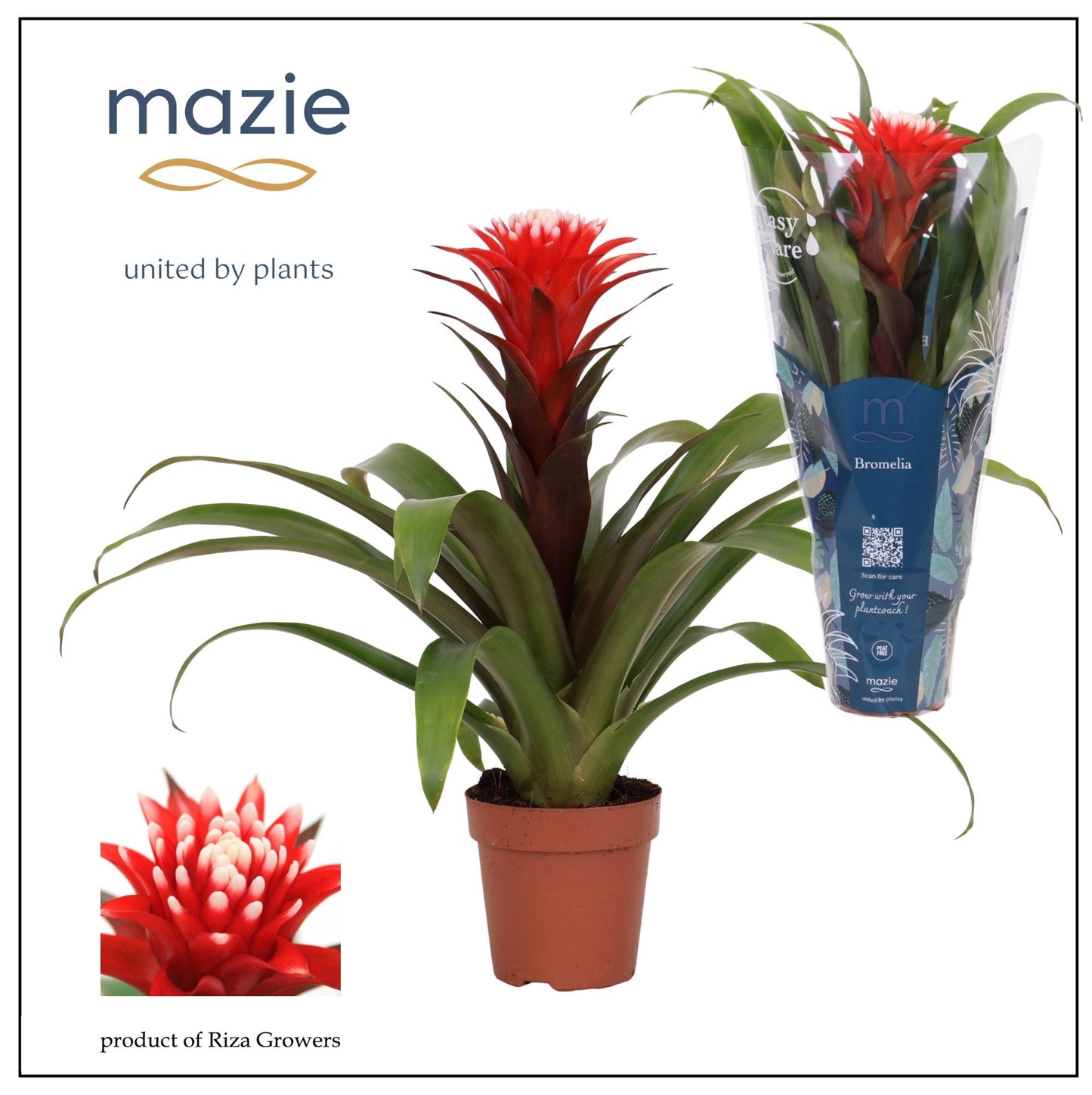 Guzmania Hope 43cm 12cm Pot