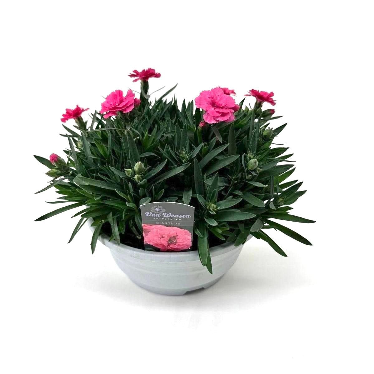 Dianthus Oscar Neon Pink 22cm 21cm Pot
