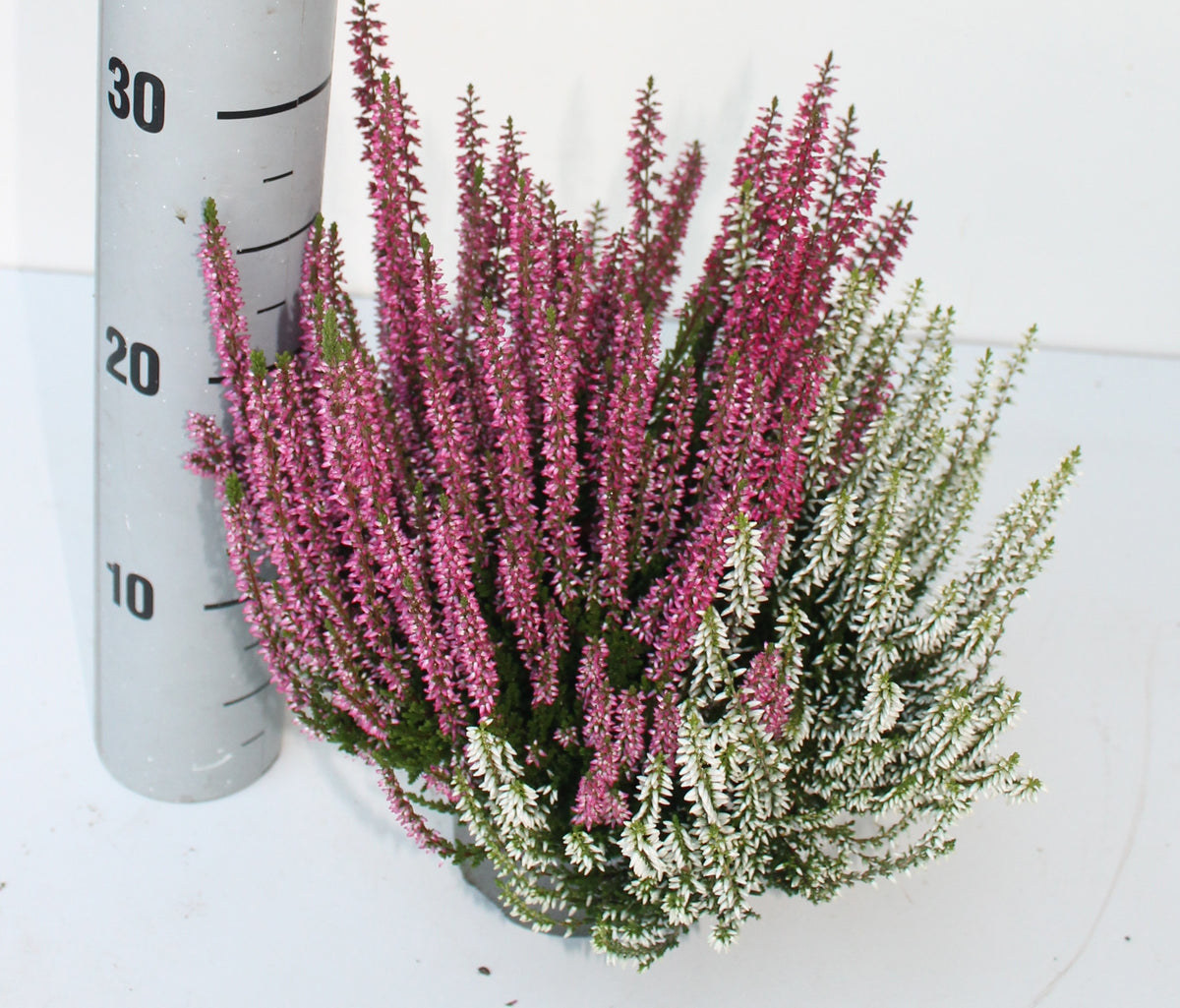 Calluna Garden Girls trio 27cm 12cm Pot