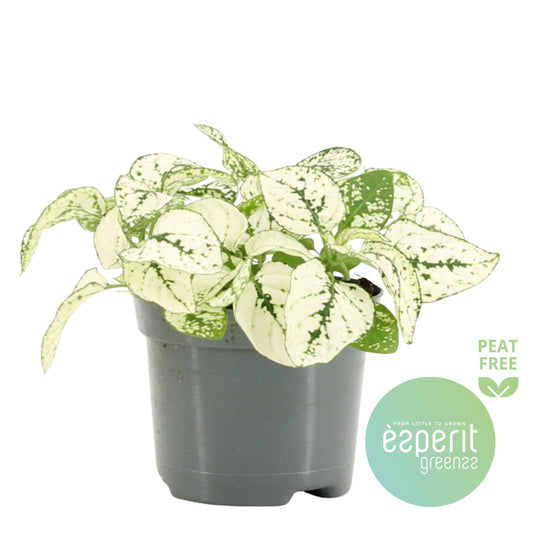 Hypoestes phyllostachya 10cm Special Pot (508)