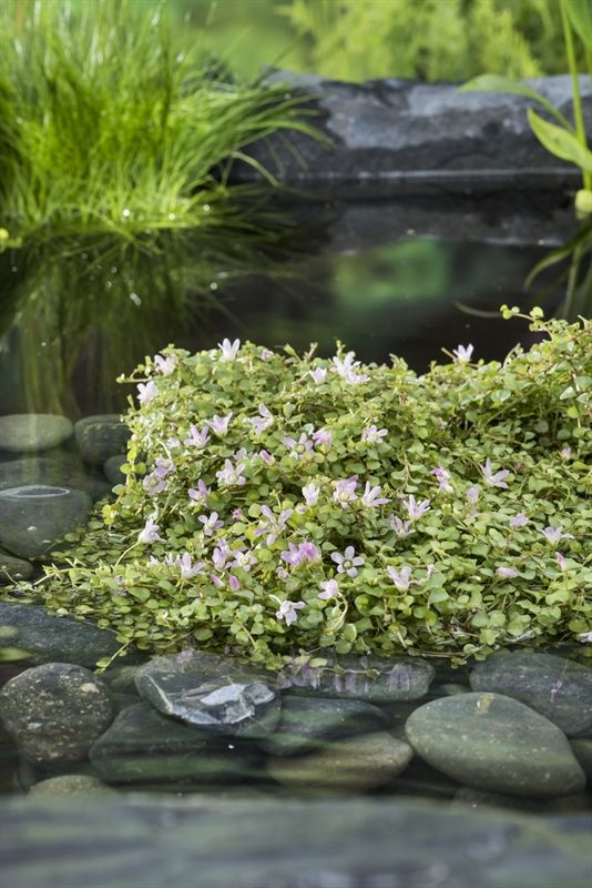 Anagalis tenella (18x18) 30cm 18cm Pot