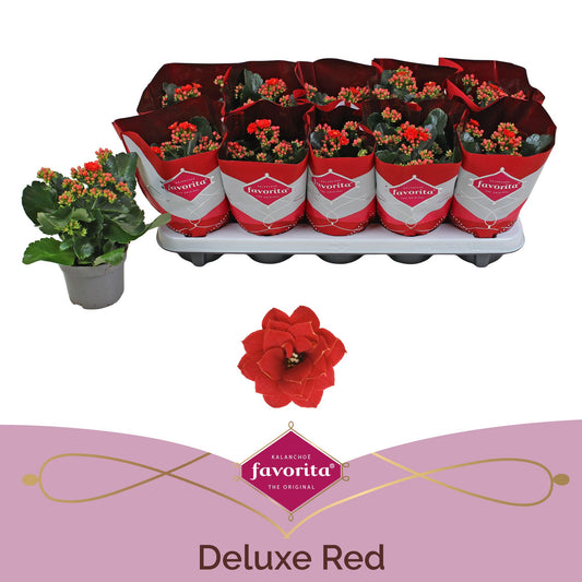 Kalanchoe Perfecta Red 22cm 10.5cm Pot
