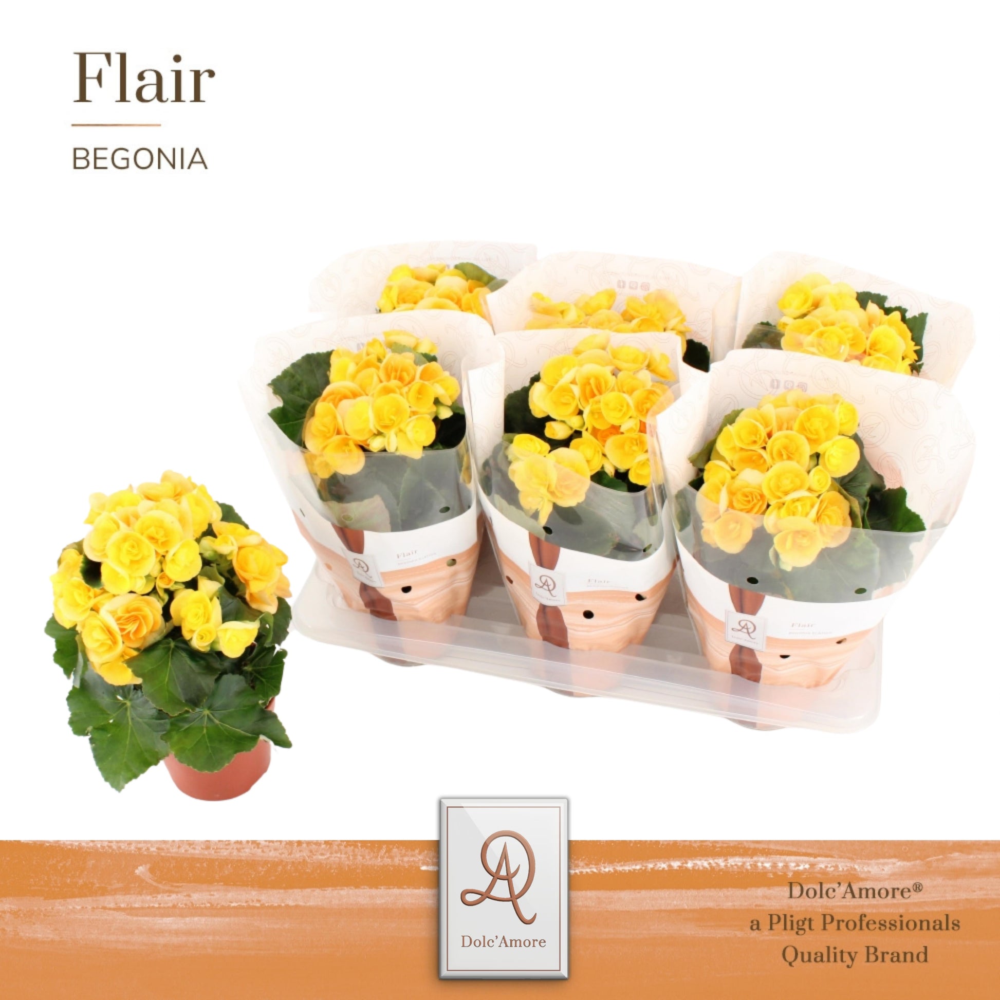 Begonia el. Yellow 31cm 14cm Pot