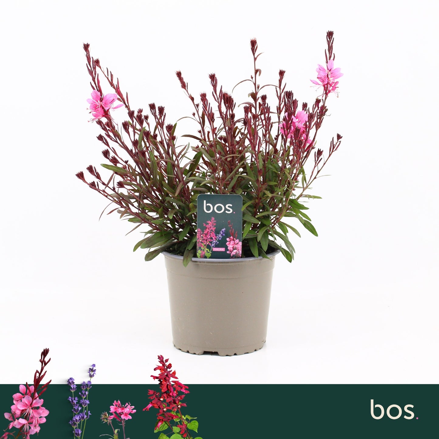 Gaura lind. Gaudi Red 35cm 17cm Pot