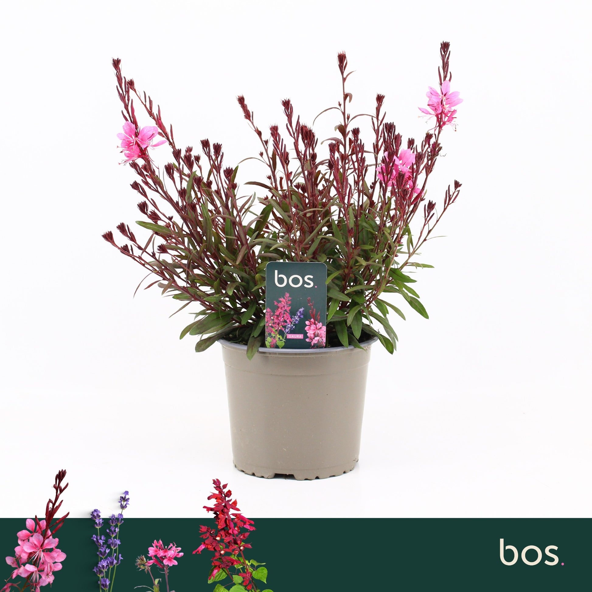 Gaura lind. Gaudi Red 35cm 17cm Pot