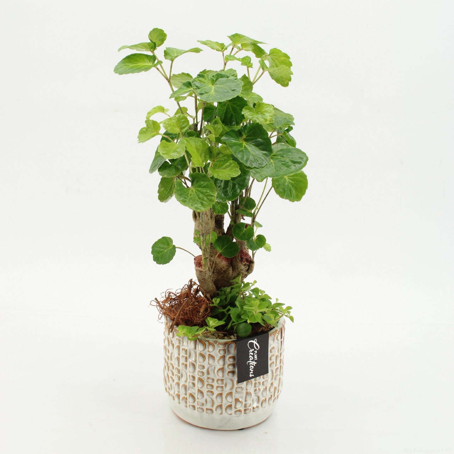 arr. Kamerplanten GRCR-2621 45cm 14cm Pot