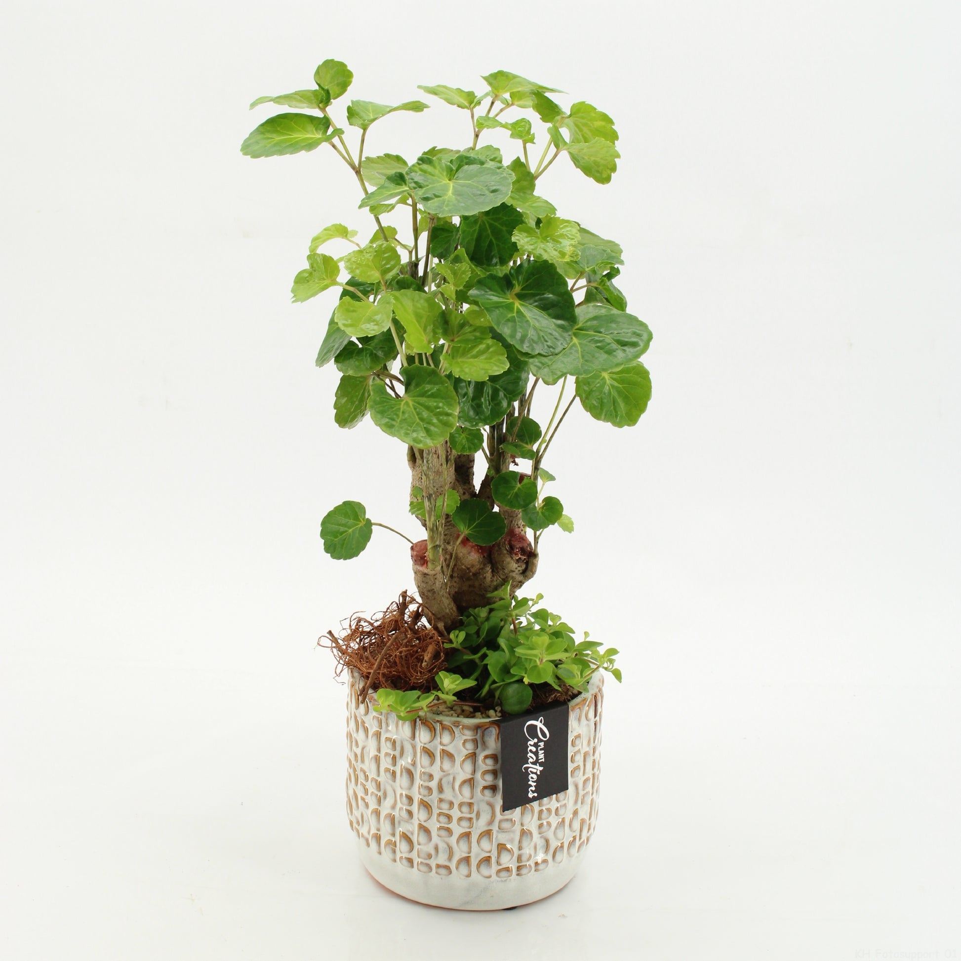 arr. Kamerplanten GRCR-2621 45cm 14cm Pot