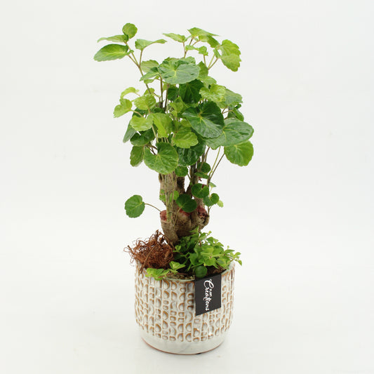 arr. Kamerplanten GRCR-2621 45cm 14cm Pot