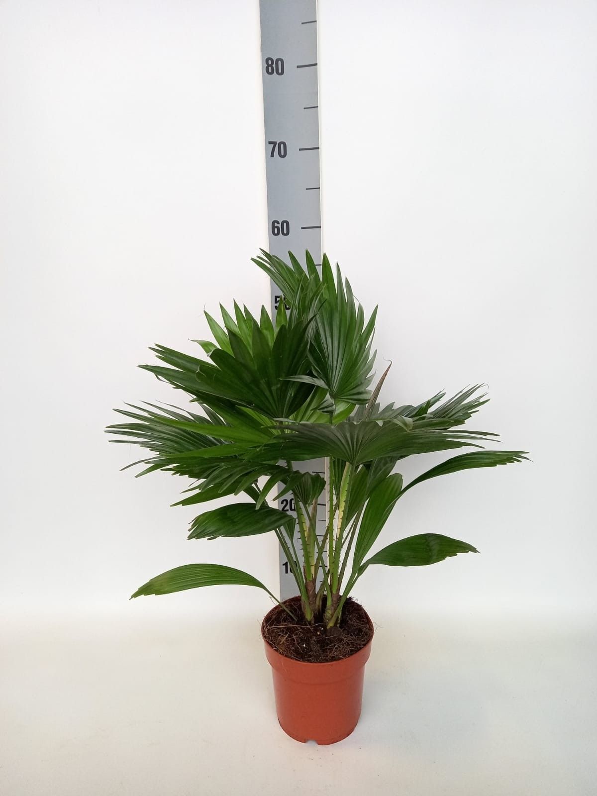 Livistona rotundifolia 45cm 14cm Pot