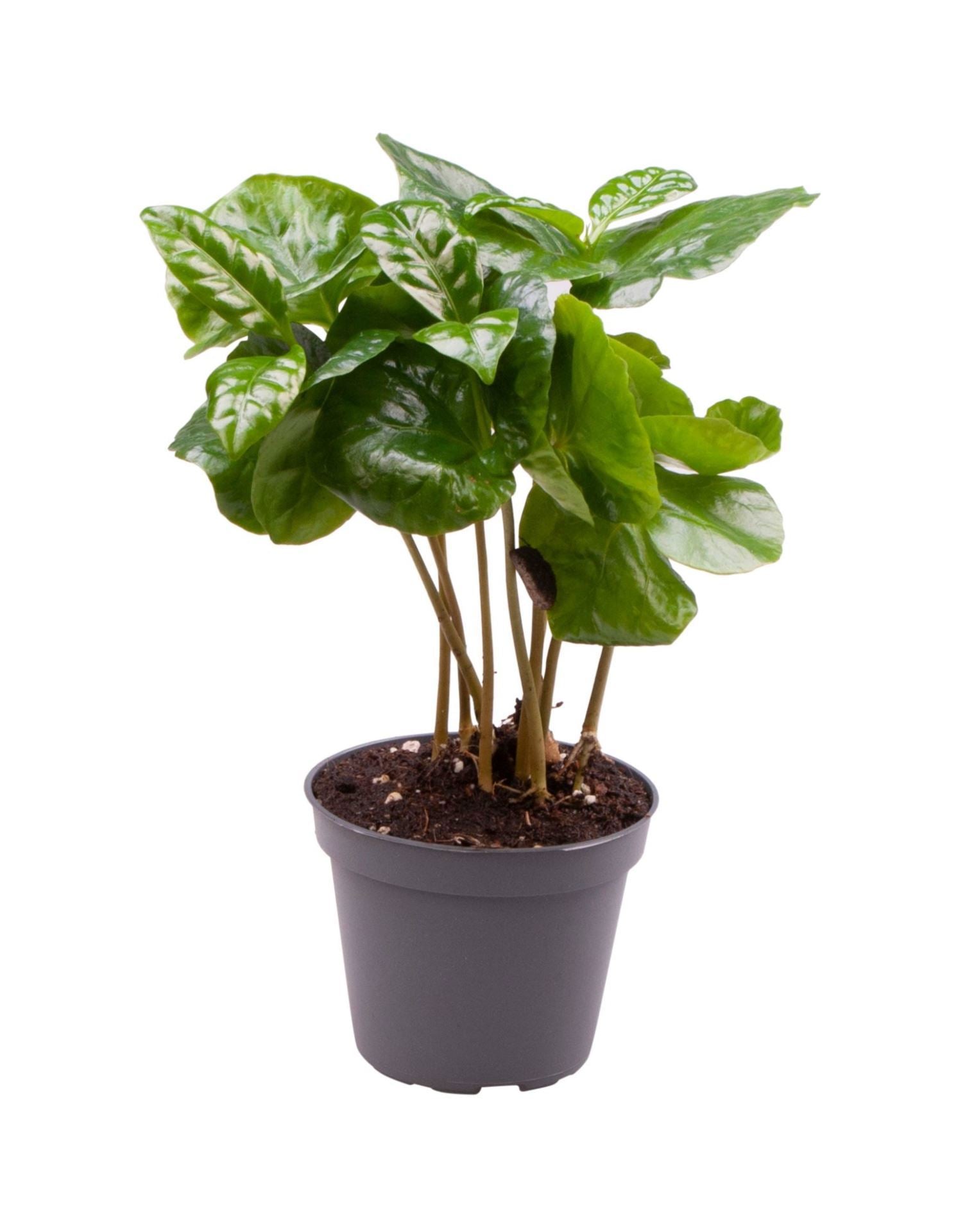 Coffea arabica 22cm 6cm Pot