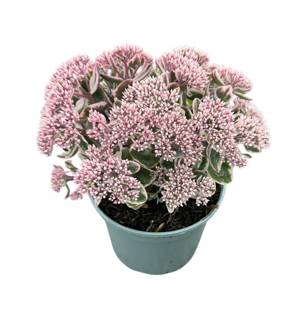 Sedum La Vie en Rose 40cm 19cm Pot