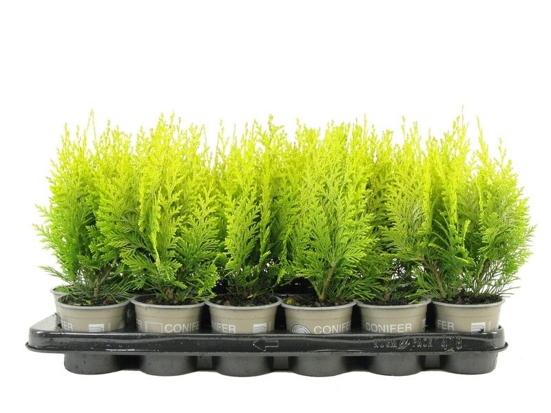 Chamaecyparis law. Ivonne 20cm 9cm Pot