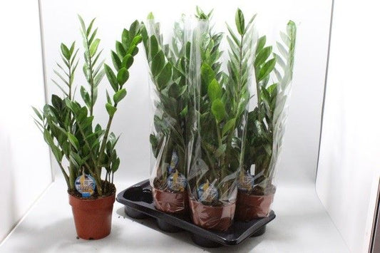 Zamioculcas zamiifolia 85cm 17cm Pot