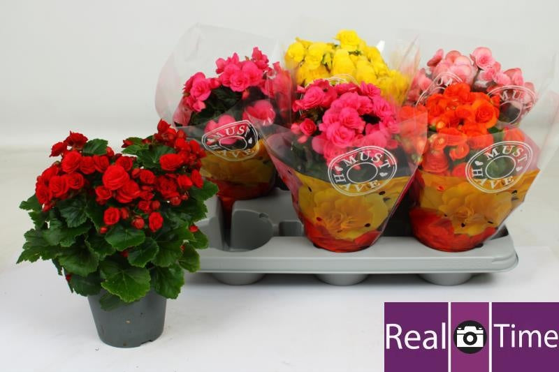 Begonia elatior  mix 30cm 14cm Pot