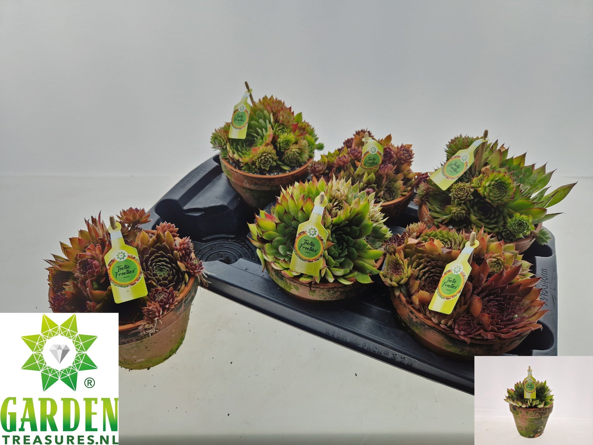 Sempervivum tectorum 20cm 15cm Pot