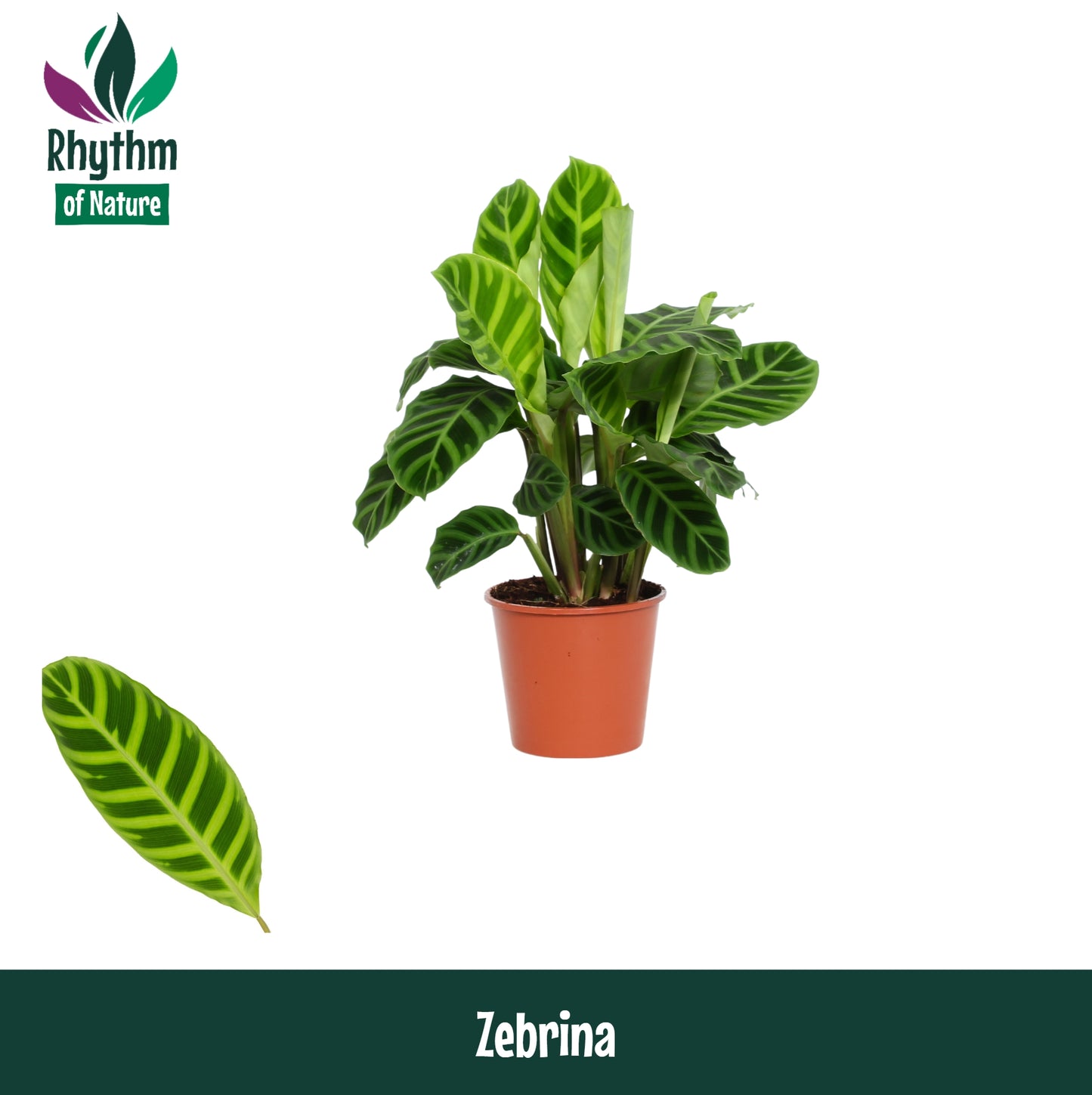 Calathea zebrina 45cm 14cm Pot