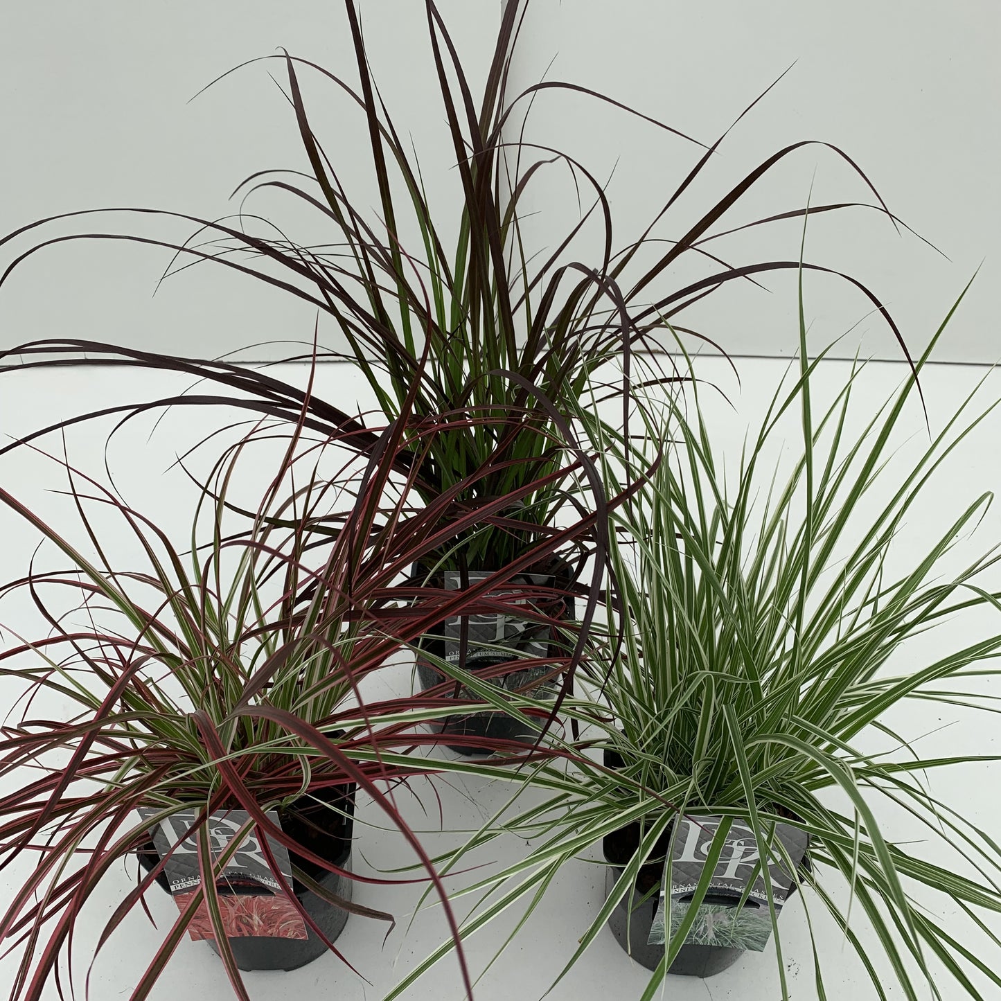 Pennisetum mix 30cm 17cm Pot