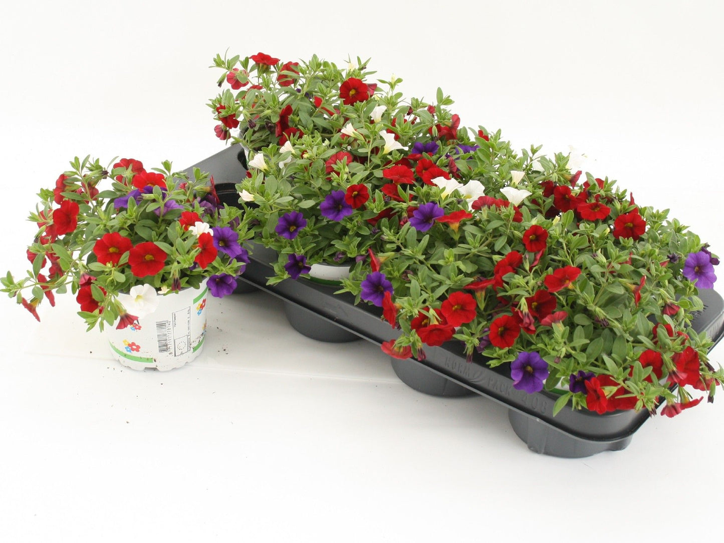 Calibrachoa Mixmasters Cafe de Paris 20cm 12cm Pot