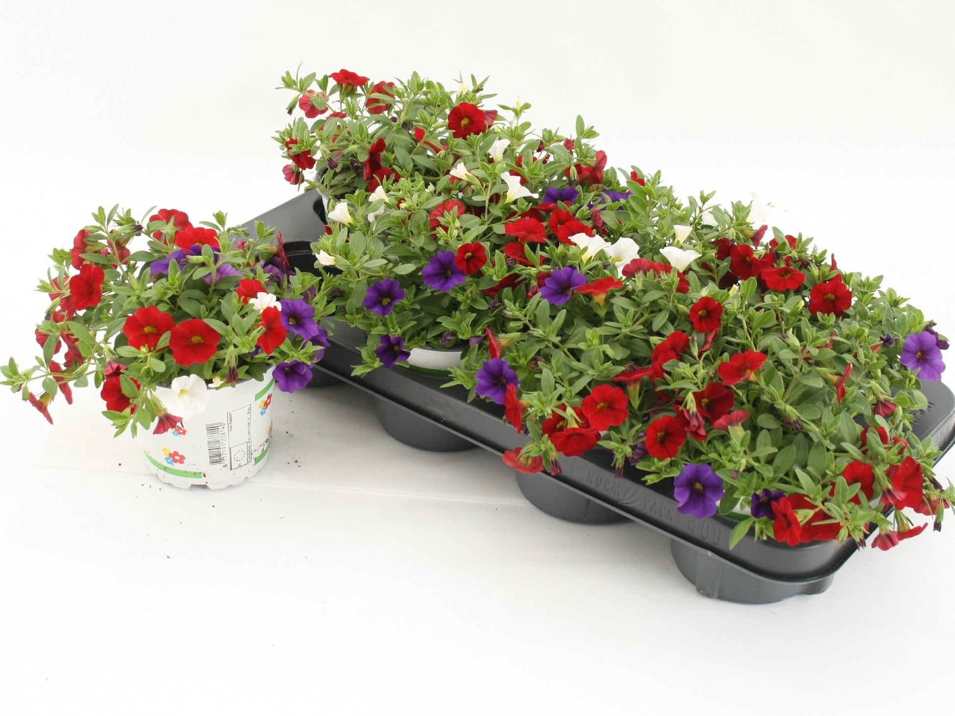 Calibrachoa Mixmasters Cafe de Paris 20cm 12cm Pot