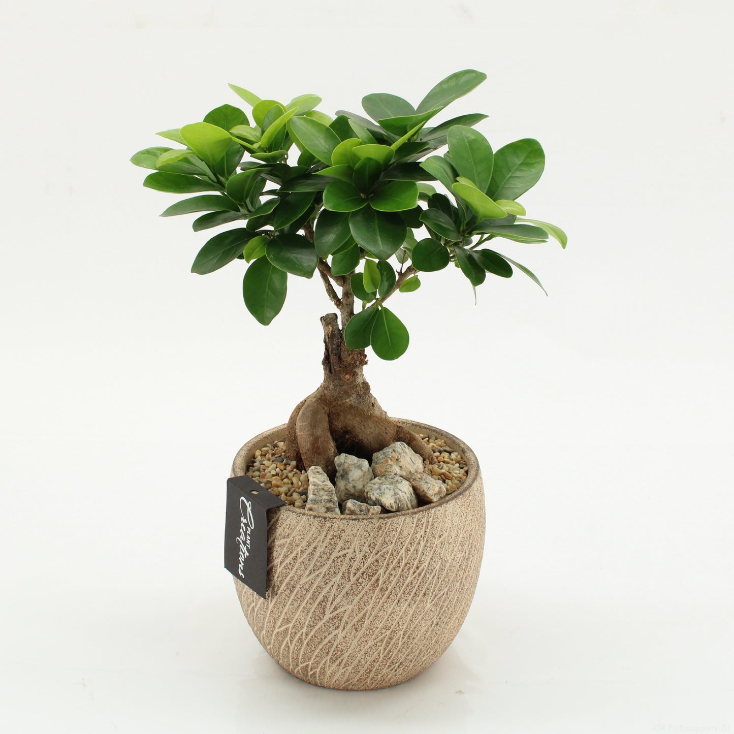 arr. Kamerplanten GRCR-2625 30cm 14cm Pot