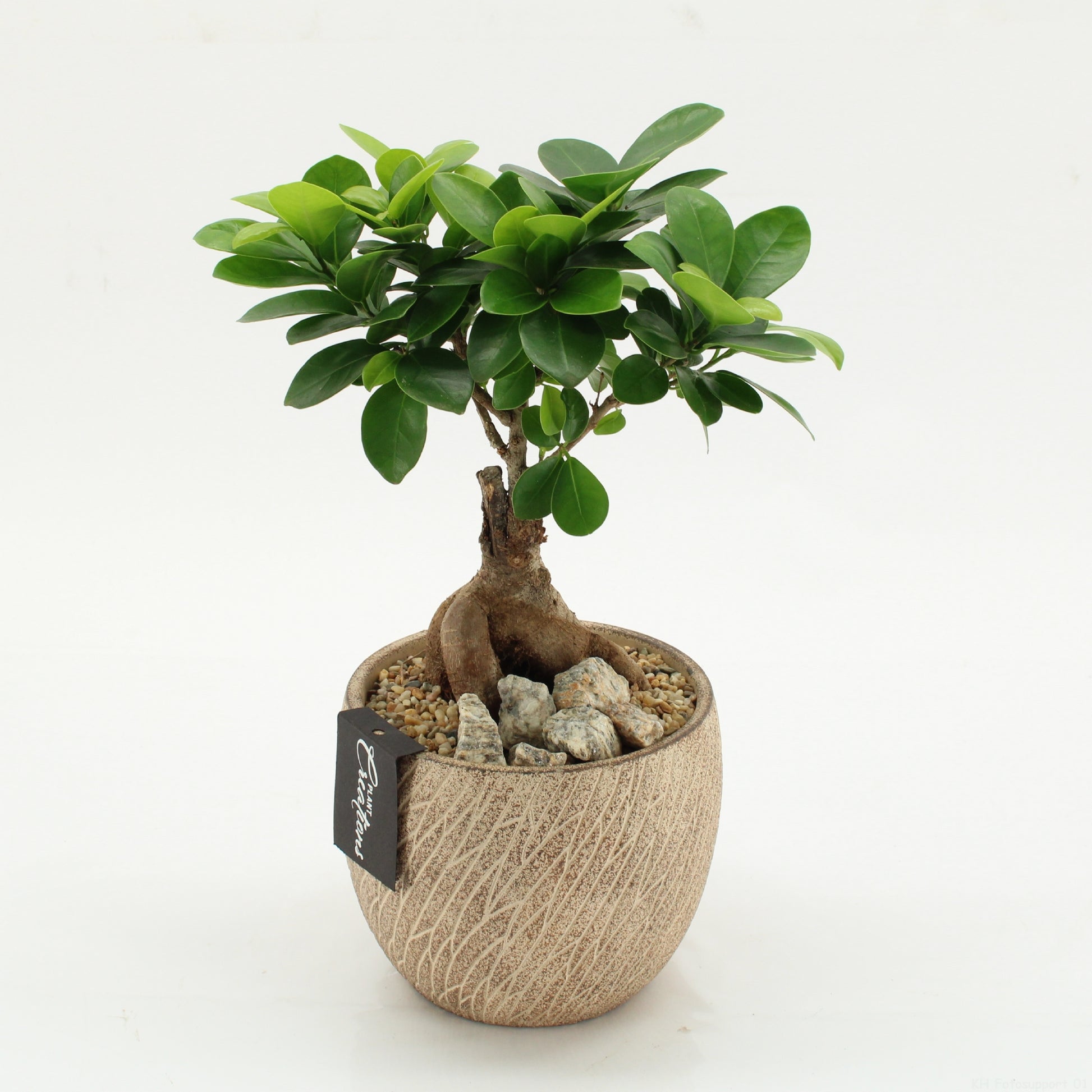 arr. Kamerplanten GRCR-2625 30cm 14cm Pot