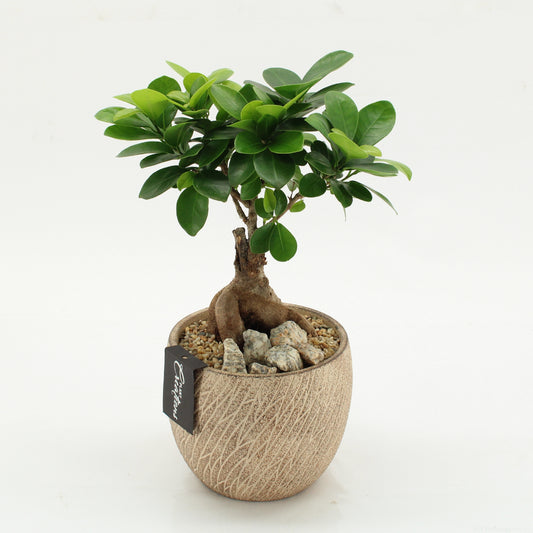 arr. Kamerplanten GRCR-2625 30cm 14cm Pot