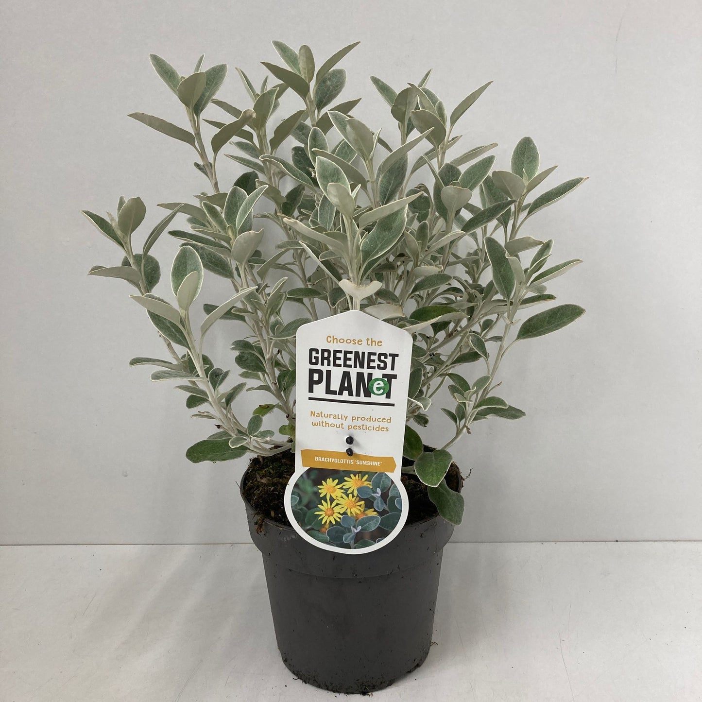 Brachyglottis Sunshine 25cm 17cm Pot