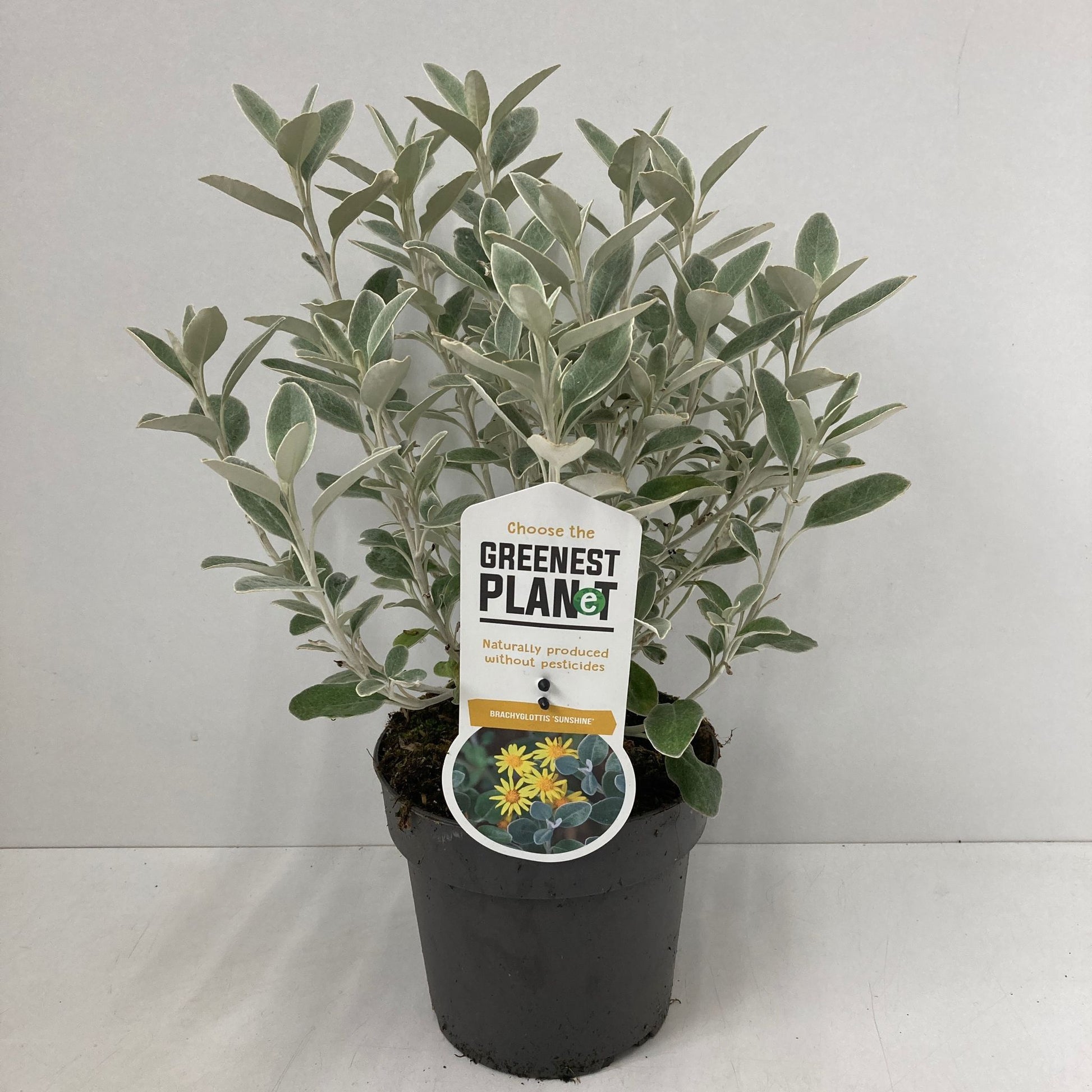 Brachyglottis Sunshine 25cm 17cm Pot