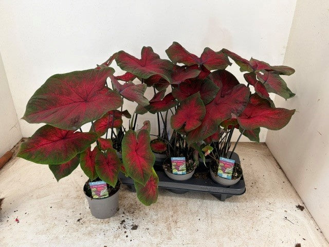 Caladium Carolyn Whorton 32cm 13cm Pot