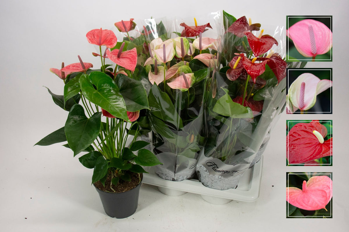 Anthurium mix 60cm 17cm Pot