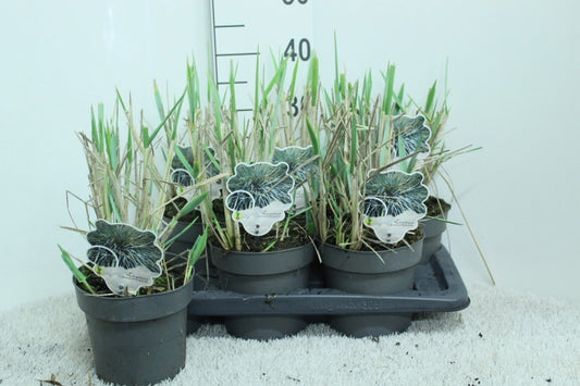 Leymus arenarius 40cm 17cm Pot