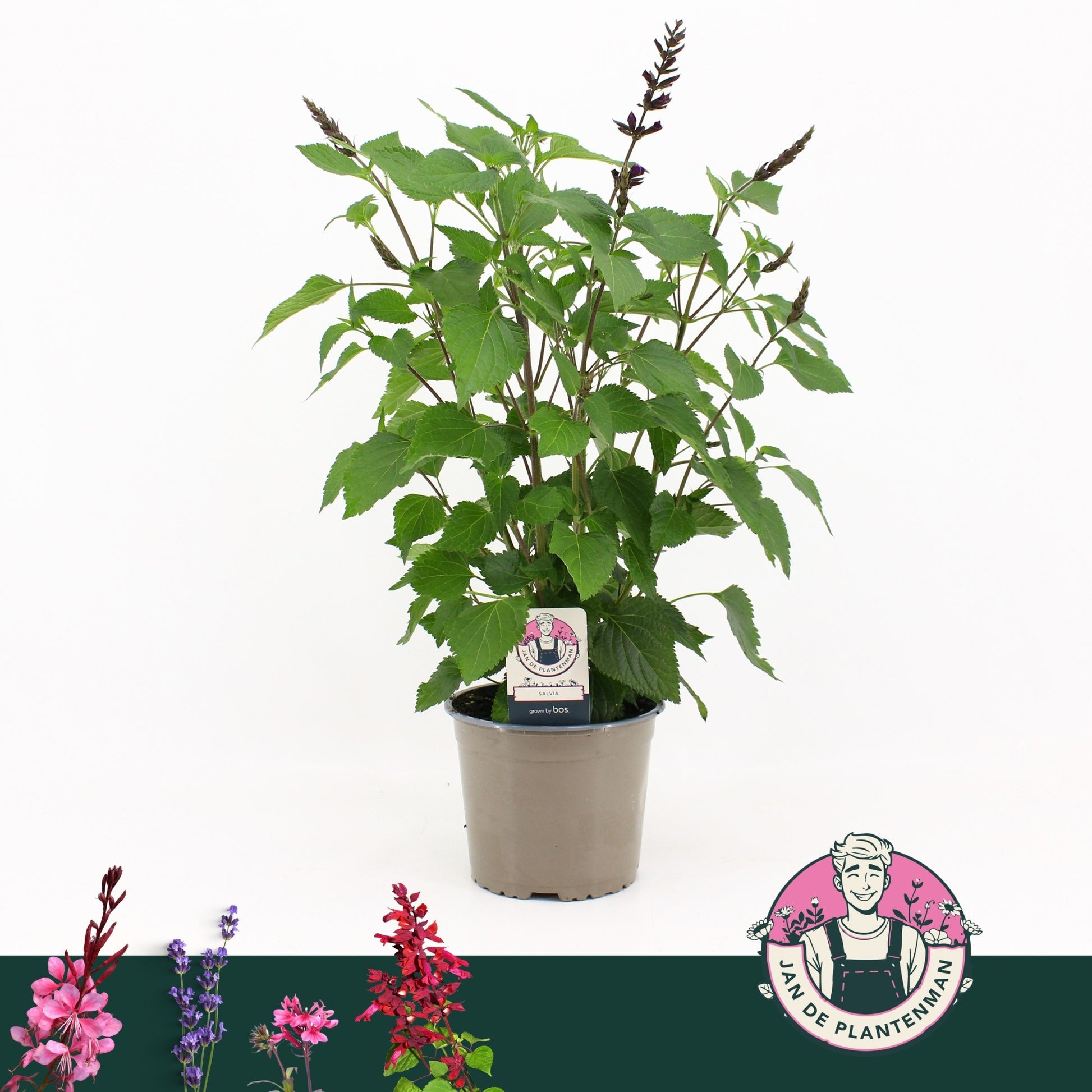 Salvia officinalis 60cm 17cm Pot