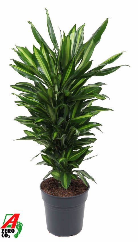 Dracaena frag. Cintho branched 100cm 24cm Pot