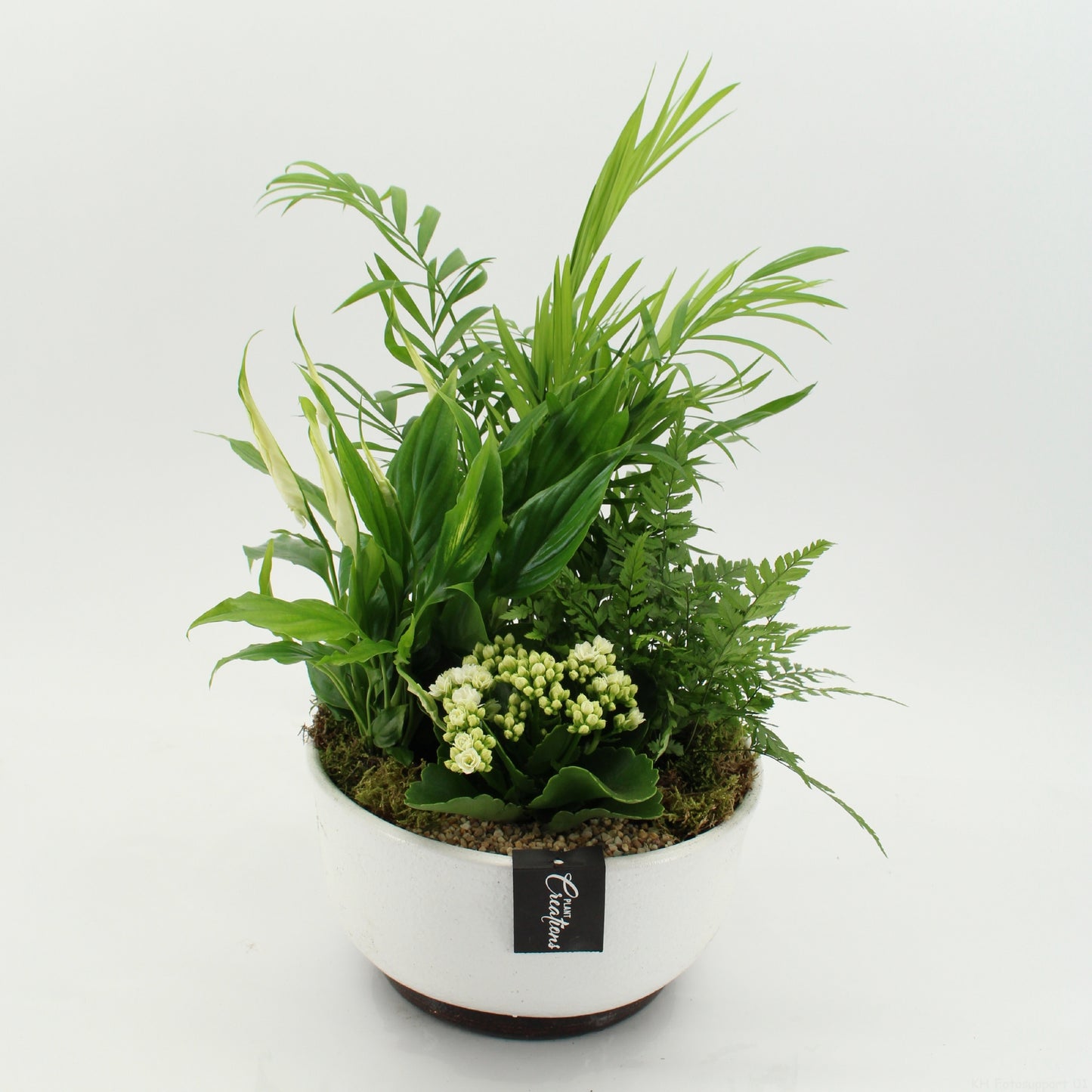 arr. Kamerplanten ESCR-2640W 45cm 22cm Pot