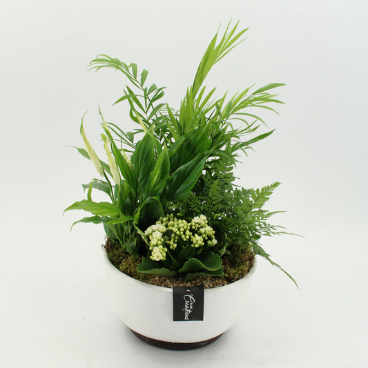 arr. Kamerplanten ESCR-2640W 45cm 22cm Pot