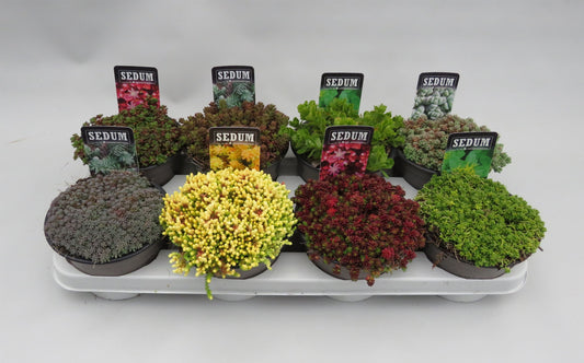 Sedum mix 5cm 14cm Pot