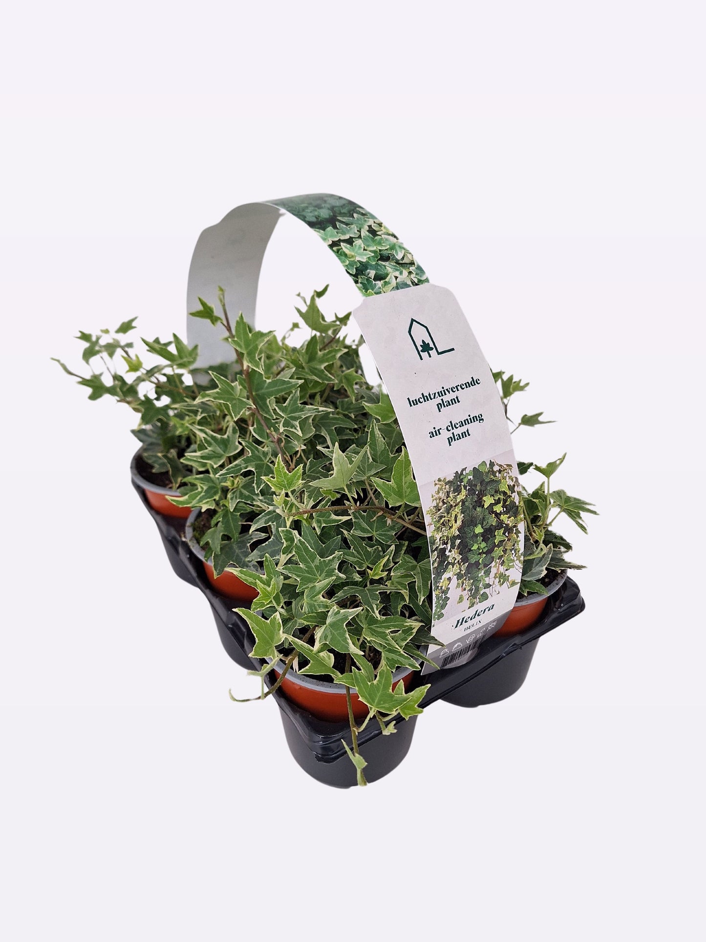 Hedera hel. Esther 9cm Pot