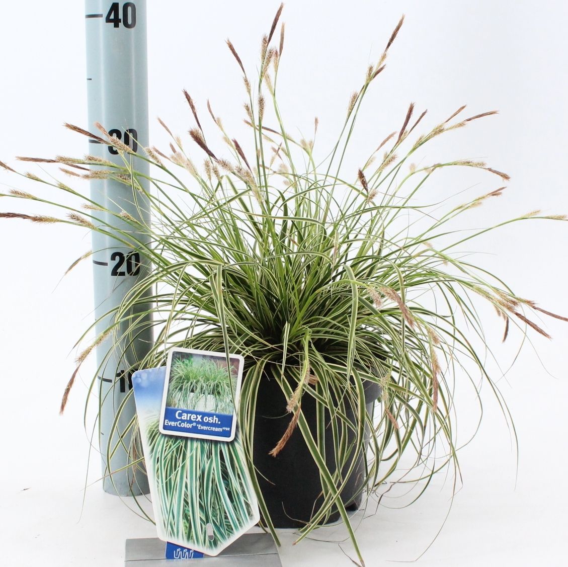 Carex osh. Evercolor Evercream 20cm 17cm Pot
