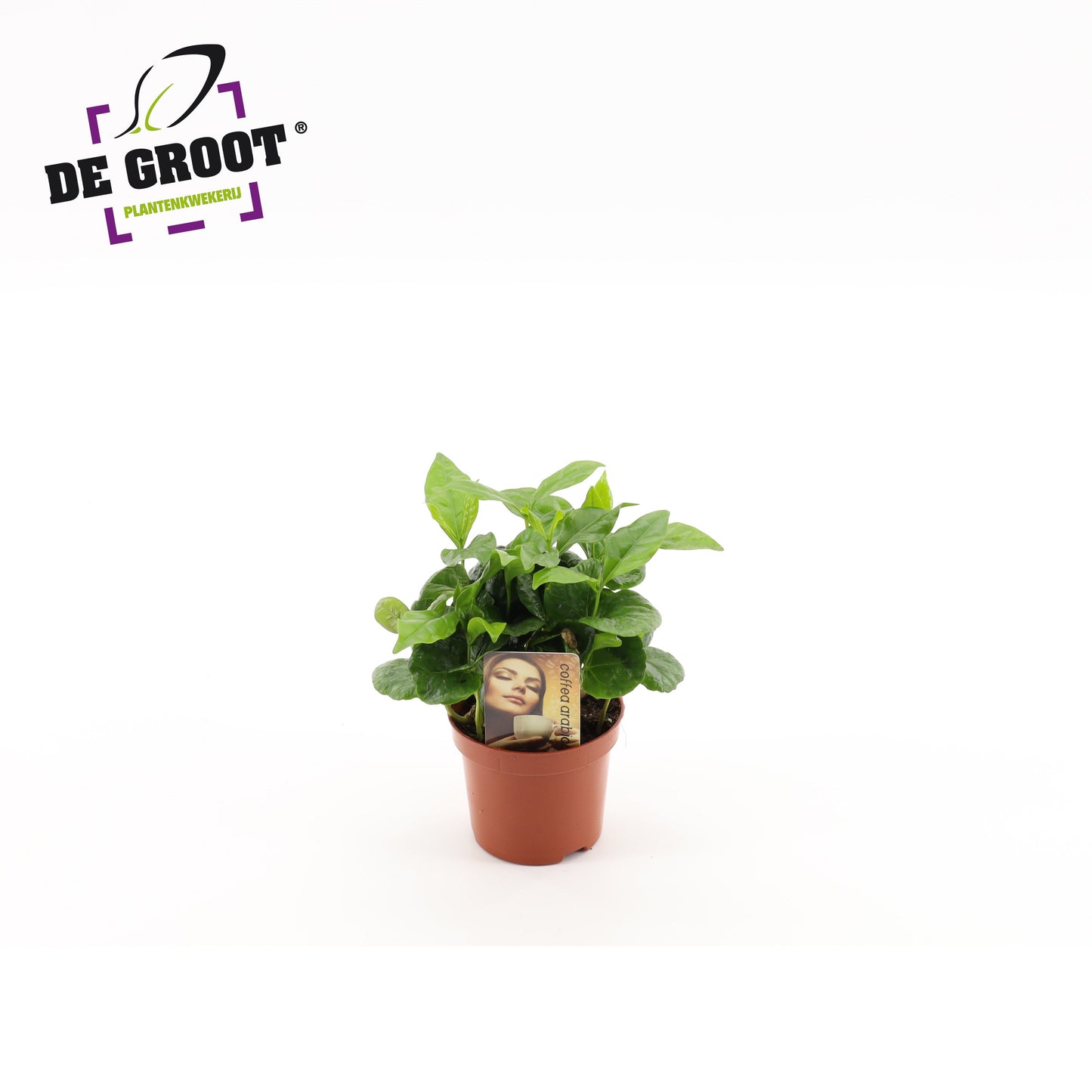 Coffee arabica 20cm 9cm Pot
