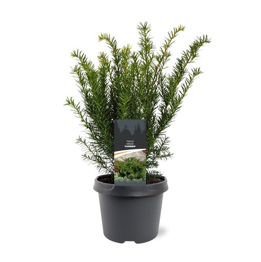 Taxus med. Farmen 30cm 19cm Pot