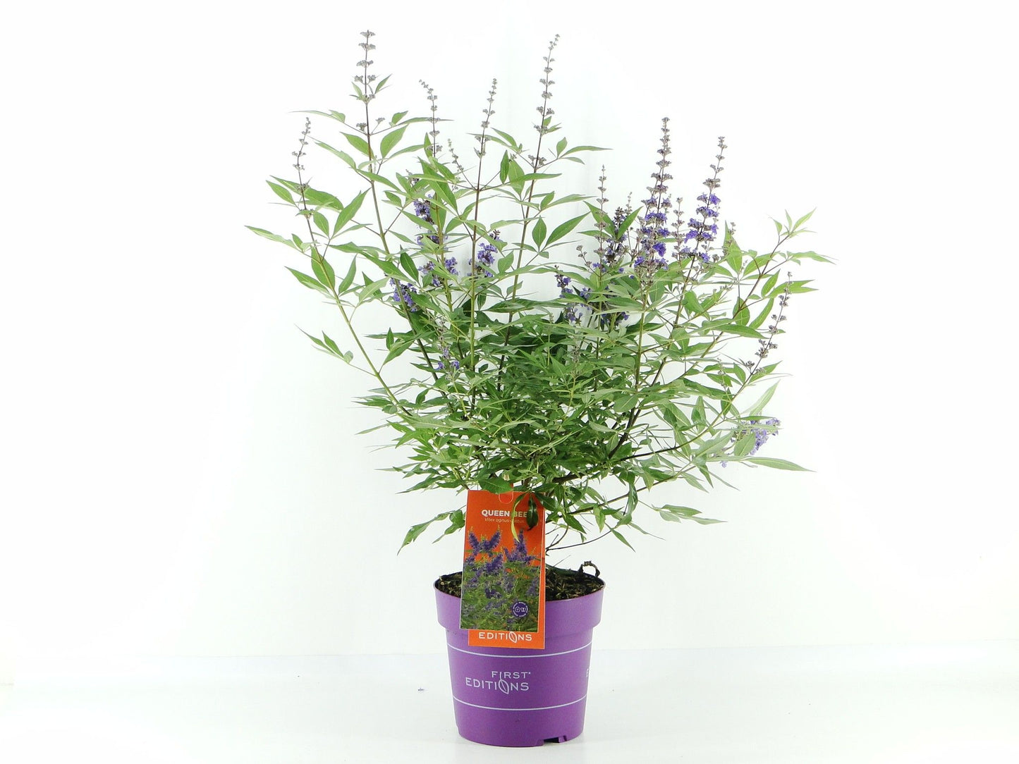 Vitex agnus-castus 55cm 19cm Pot