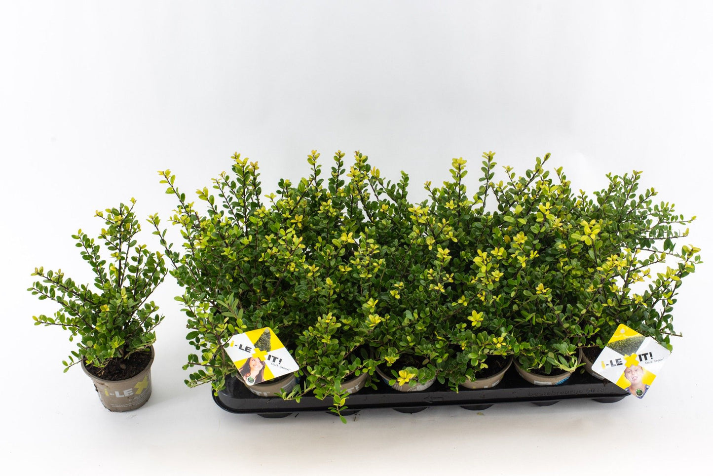 Ilex crenata Dark Green Bush 15cm 9cm Pot