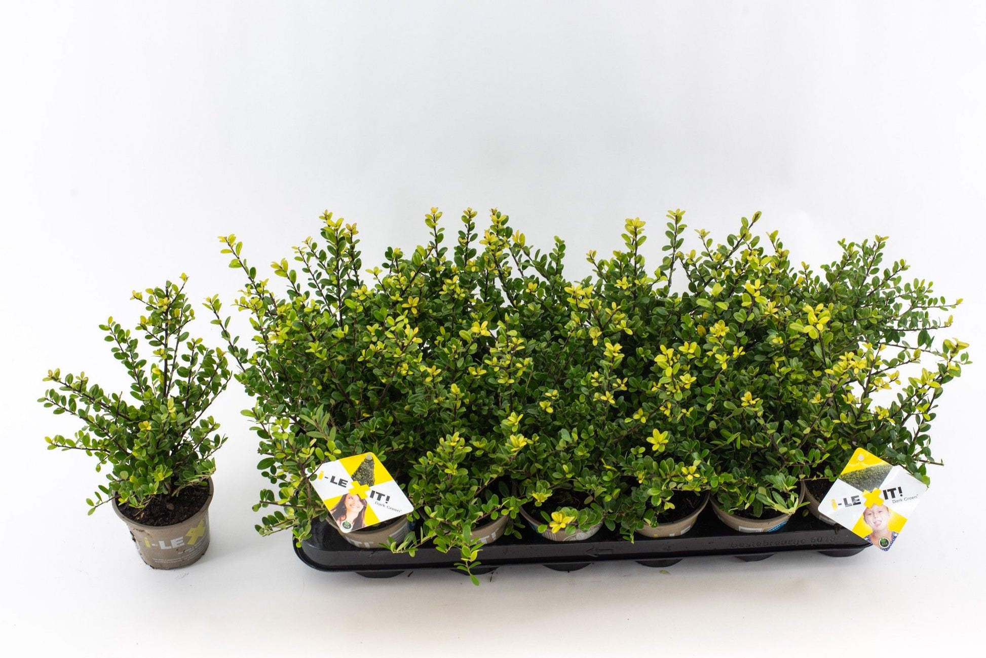 Ilex crenata Dark Green Bush 15cm 9cm Pot