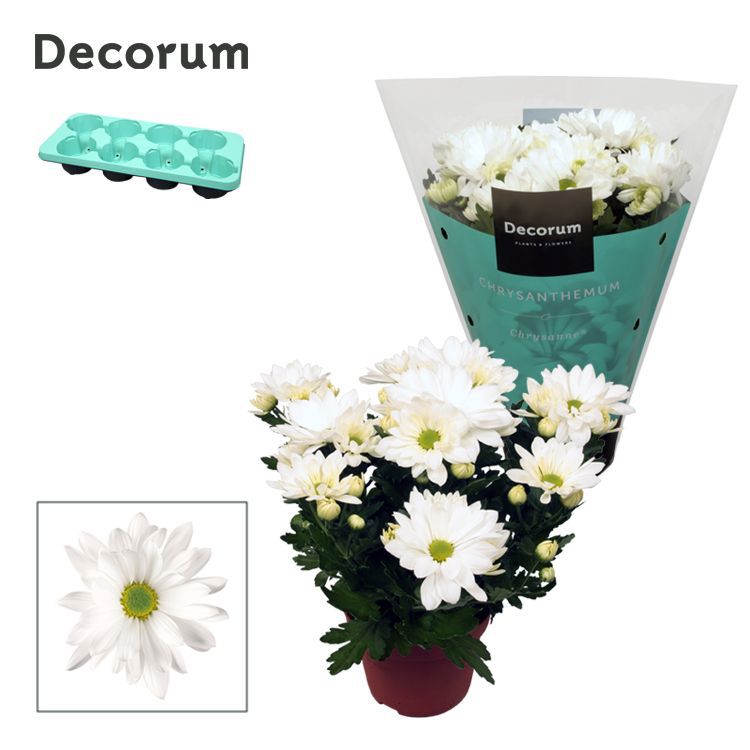 Chrysanthemum Breeze White 25cm 13cm Pot