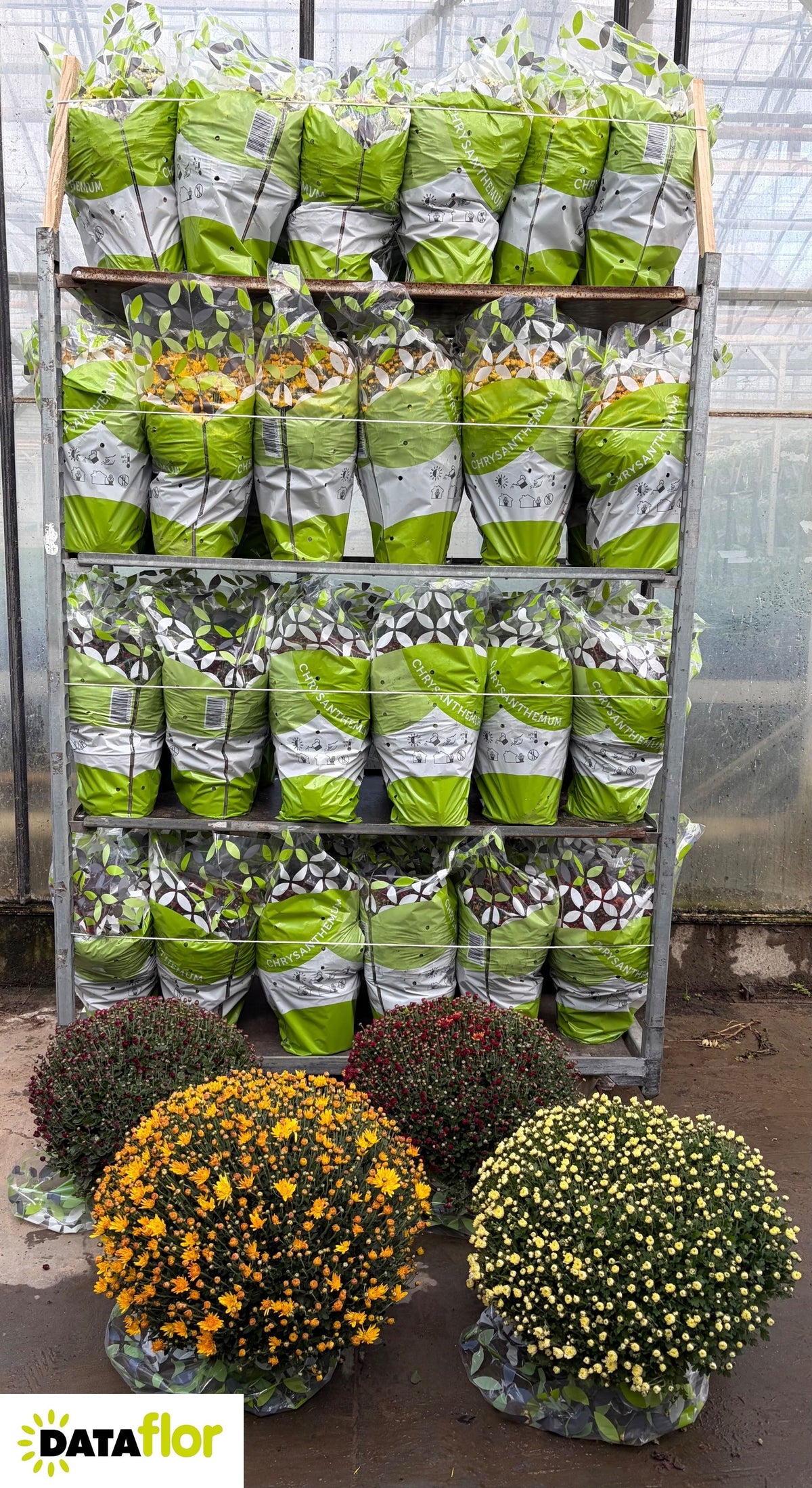 Chrysanthemum bol mixkar 45cm 19cm Pot